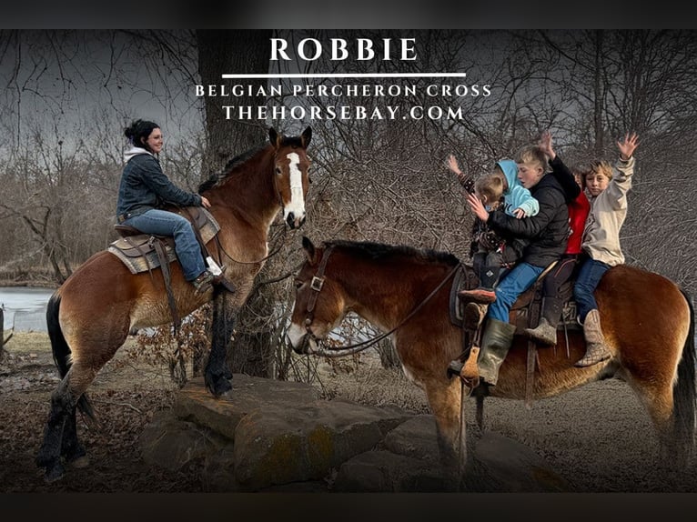 Belgian Draft Gelding 5 years 16 hh Bay in Sheldon, MO