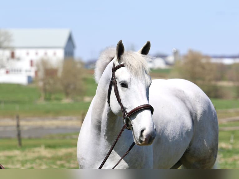 Belgian Draft Gelding 5 years 16 hh Gray in Gap