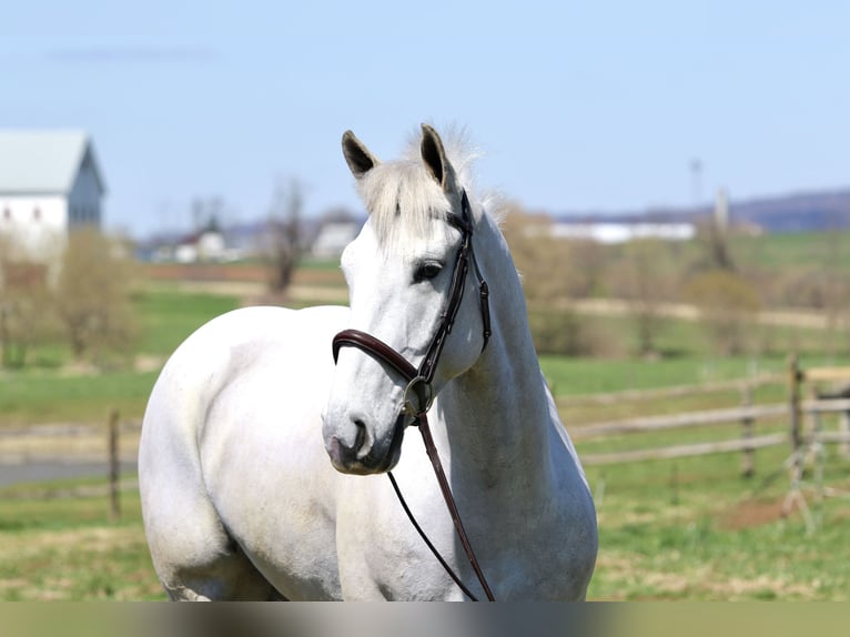 Belgian Draft Gelding 5 years 16 hh Gray in Gap