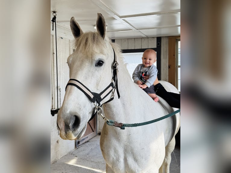 Belgian Draft Gelding 5 years 16 hh Gray in Gap