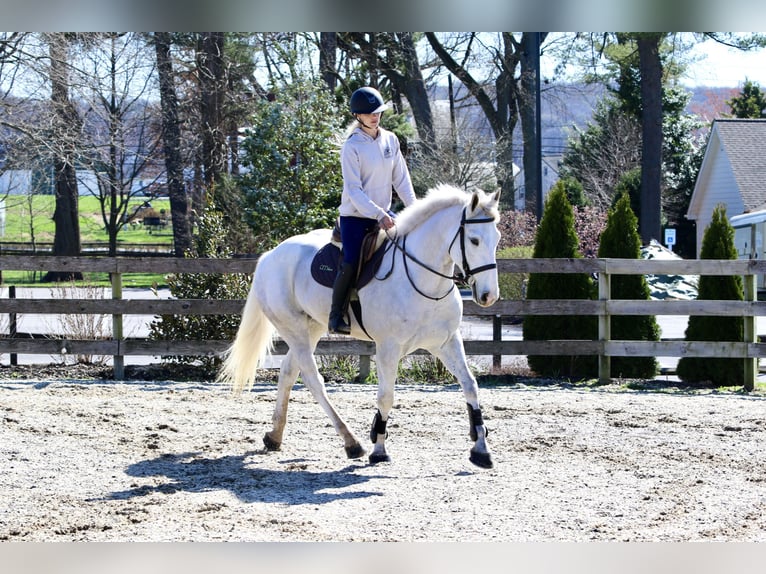Belgian Draft Gelding 5 years 16 hh Gray in Gap