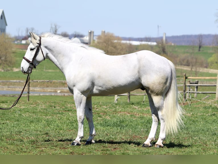 Belgian Draft Gelding 5 years 16 hh Gray in Gap