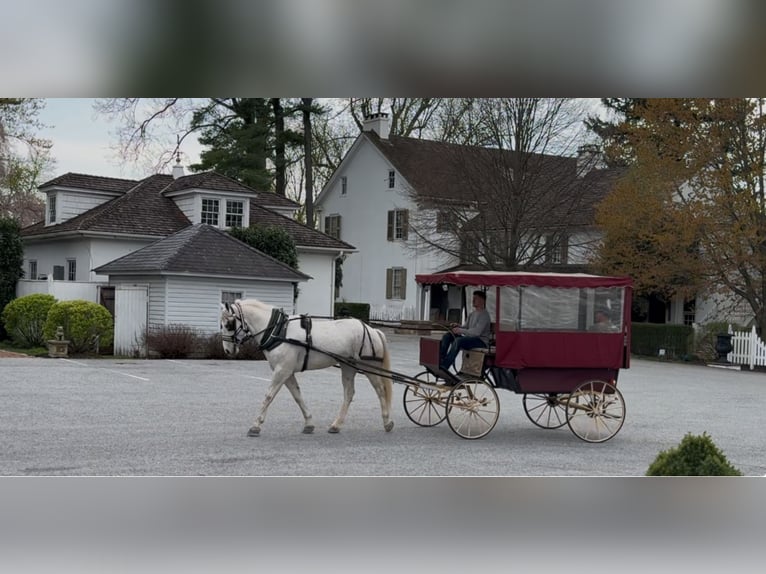 Belgian Draft Gelding 5 years 16 hh Gray in Gap