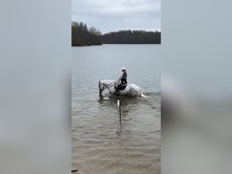 Belgian Draft Gelding 5 years 16 hh Gray in Gap