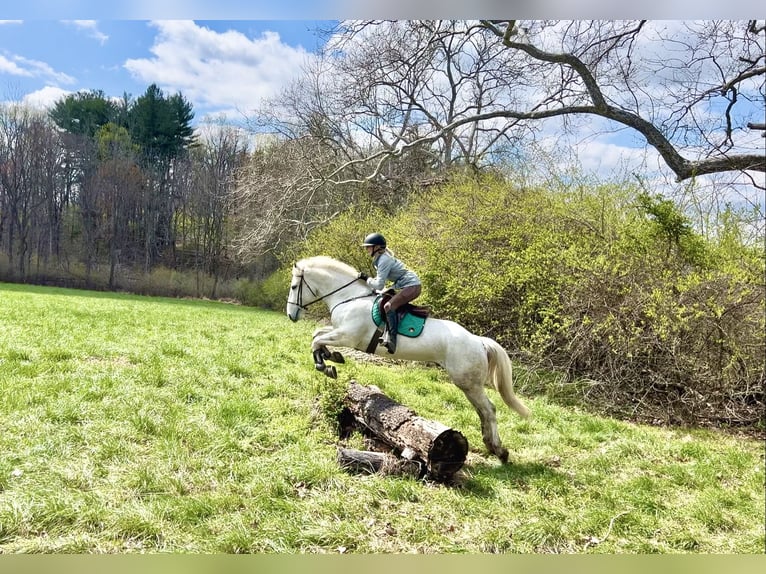 Belgian Draft Gelding 5 years 16 hh Gray in Gap