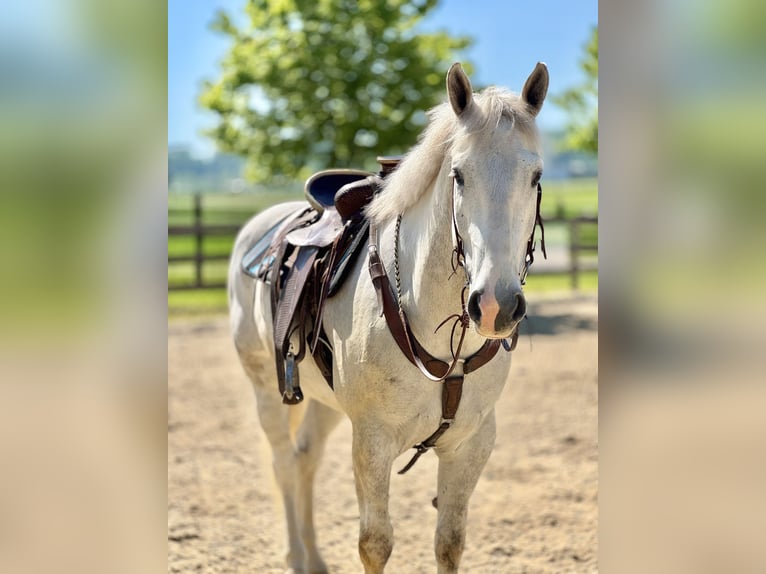 Belgian Draft Gelding 5 years 16 hh Gray in Gap
