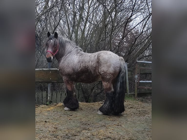 Belgian Draft Gelding 5 years 16,1 hh Brown Falb mold in Putzleinsdorf