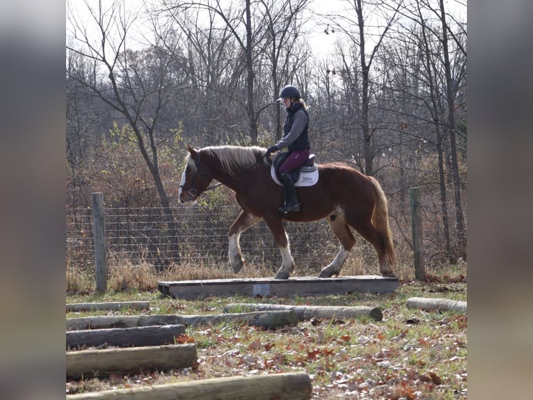 Belgian Draft Mix Gelding 5 years 16,2 hh Chestnut in Howell