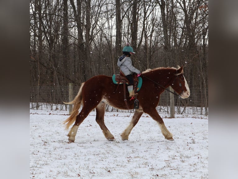 Belgian Draft Mix Gelding 5 years 16,2 hh Chestnut in Howell