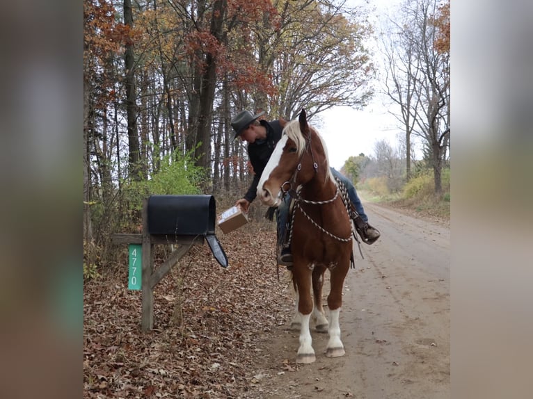 Belgian Draft Mix Gelding 5 years 16,2 hh Chestnut in Howell