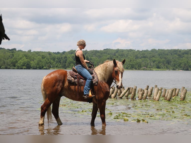 Belgian Draft Mix Gelding 5 years 16,2 hh Sorrel in Perkasie