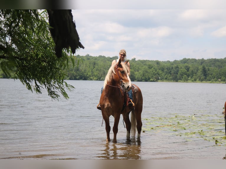 Belgian Draft Mix Gelding 5 years 16,2 hh Sorrel in Perkasie