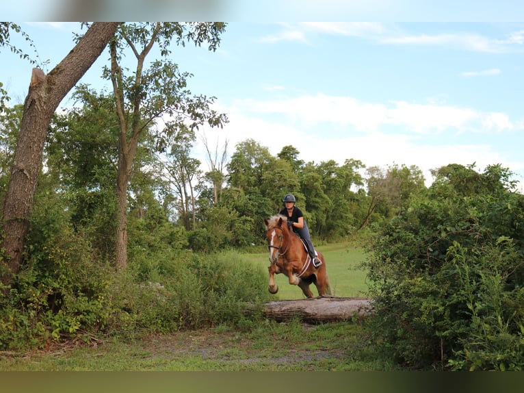 Belgian Draft Mix Gelding 5 years 16,2 hh Sorrel in Perkasie