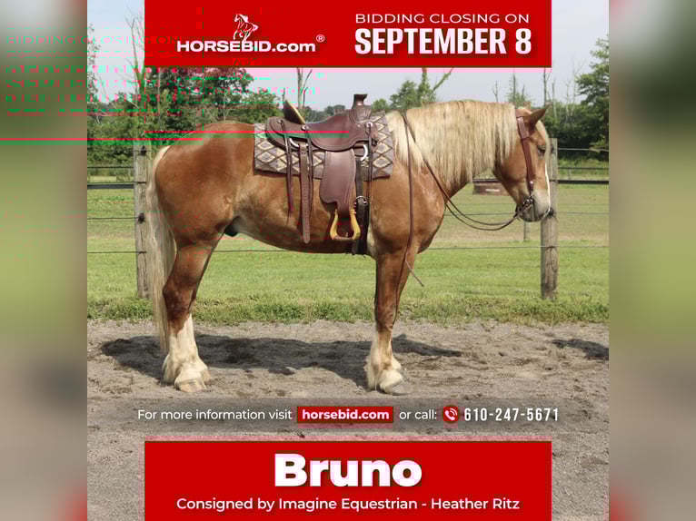 Belgian Draft Mix Gelding 5 years 16,2 hh Sorrel in Perkasie