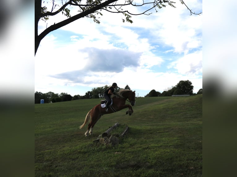 Belgian Draft Mix Gelding 5 years 16,2 hh Sorrel in Perkasie