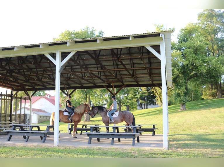 Belgian Draft Mix Gelding 5 years 16,2 hh Sorrel in Perkasie