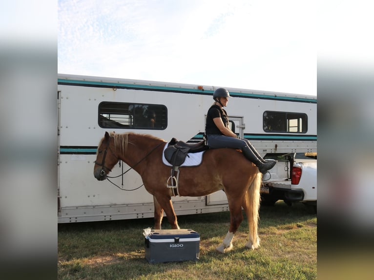 Belgian Draft Mix Gelding 5 years 16,2 hh Sorrel in Perkasie