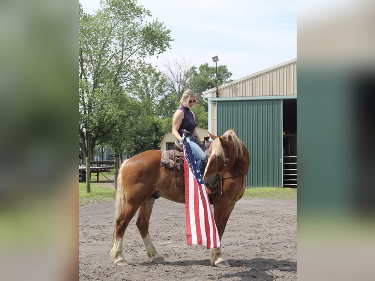 Belgian Draft Mix Gelding 5 years 16,2 hh Sorrel in Perkasie