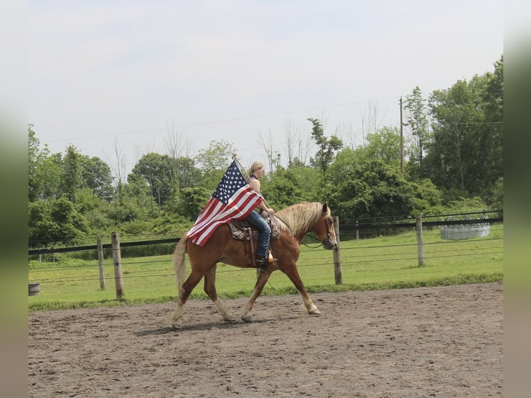 Belgian Draft Mix Gelding 5 years 16,2 hh Sorrel in Perkasie