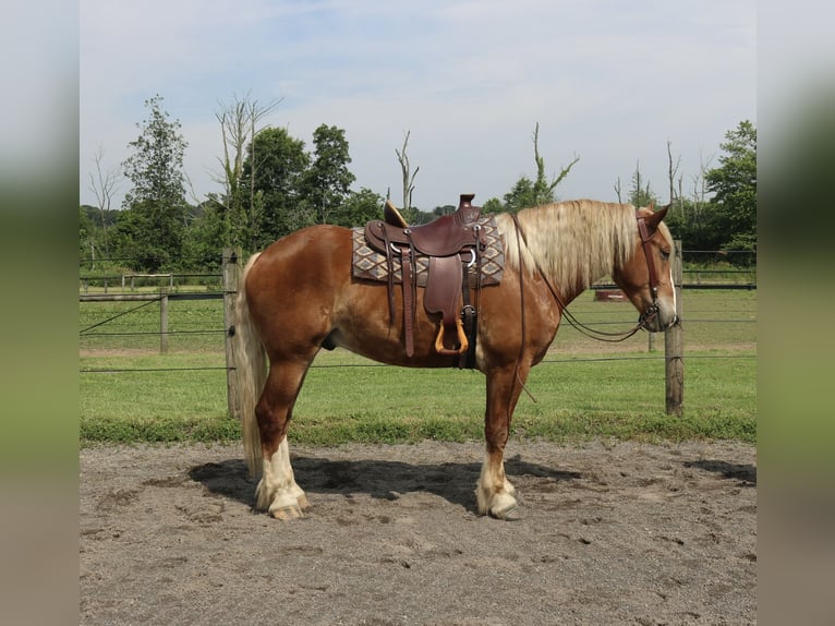 Belgian Draft Mix Gelding 5 years 16,2 hh Sorrel in Perkasie