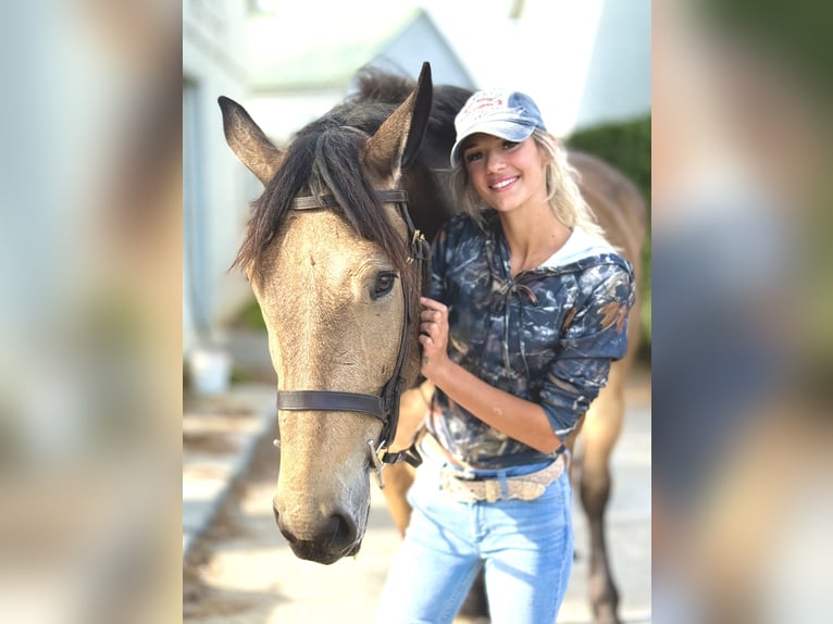 Belgian Draft Mix Gelding 5 years 17 hh Buckskin in Gap