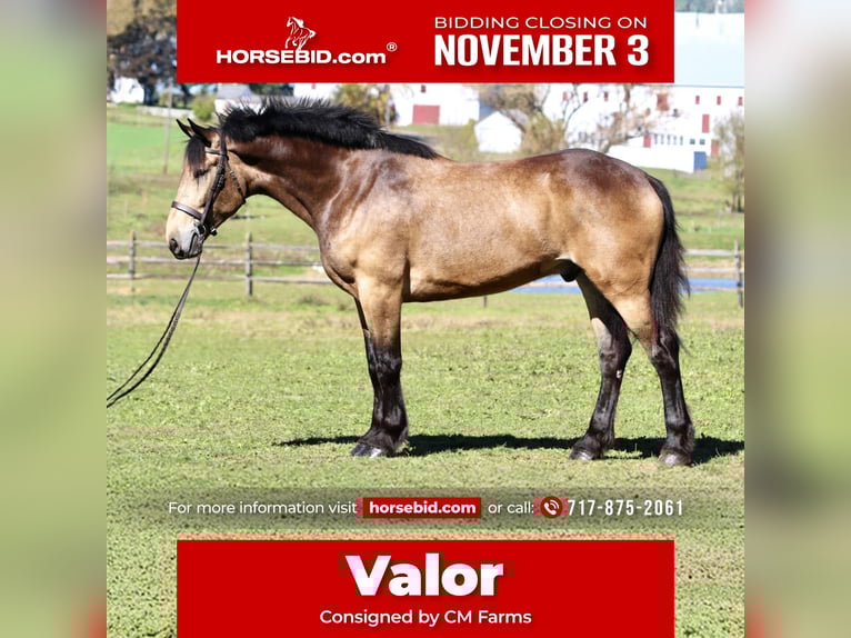 Belgian Draft Mix Gelding 5 years 17 hh Buckskin in Gap