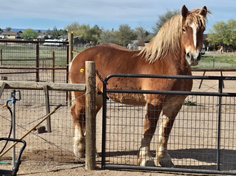 Belgian Draft Gelding 5 years 17 hh Sorrel in Benson