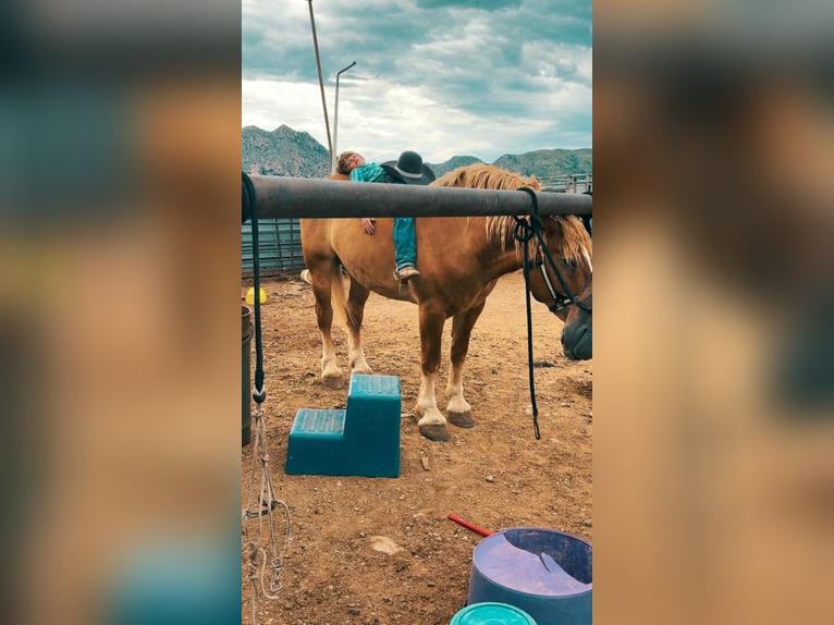 Belgian Draft Gelding 5 years 17 hh Sorrel in Benson