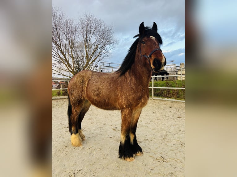 Belgian Draft Mix Gelding 5 years 17,2 hh Brown Falb mold in Duderstadt