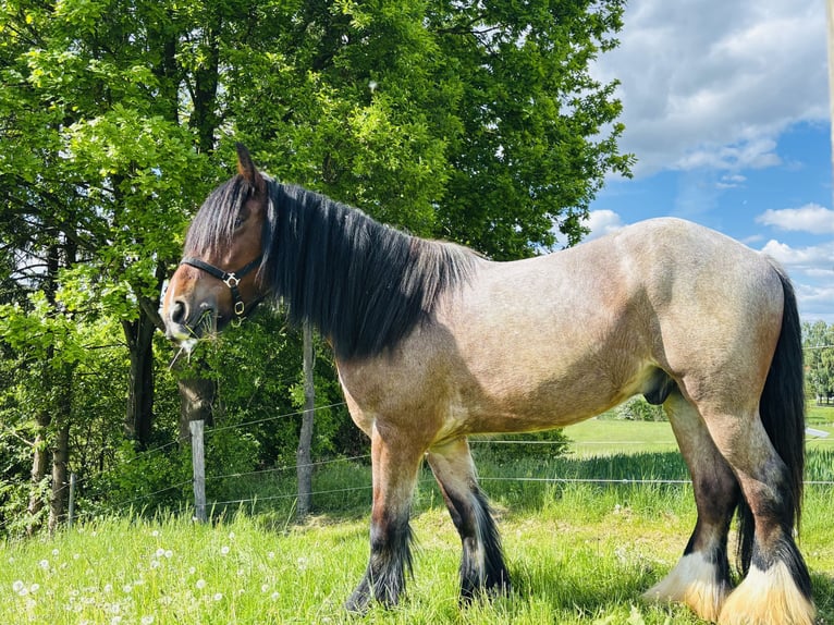Belgian Draft Mix Gelding 5 years 17,2 hh Brown Falb mold in Duderstadt