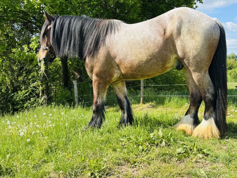 Belgian Draft Mix Gelding 5 years 17,2 hh Brown Falb mold in Duderstadt