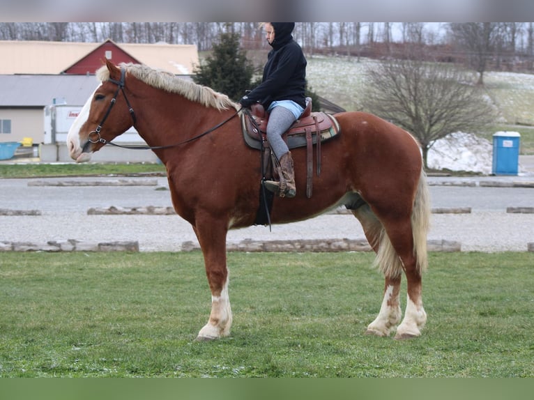 Belgian Draft Gelding 5 years 18,1 hh Sorrel in Millersburg