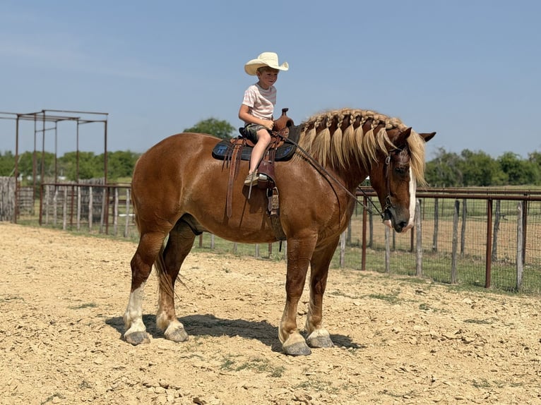 Belgian Draft Gelding 5 years Sorrel in Weatherford