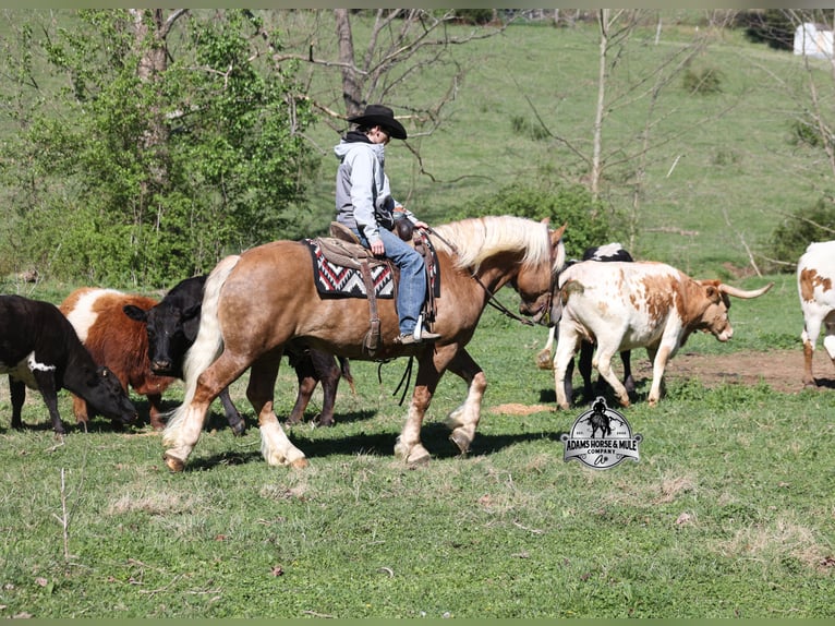 Belgian Draft Gelding 6 years 14.3 hh Palomino in Mount Vernon