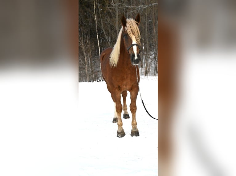 Belgian Draft Mix Gelding 6 years 15.1 hh Sorrel in Warsaw