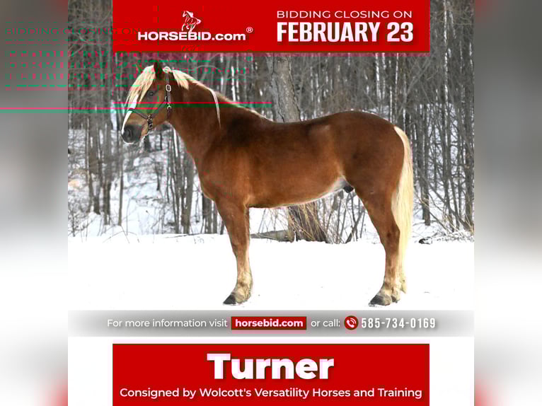 Belgian Draft Mix Gelding 6 years 15,1 hh Sorrel in Warsaw