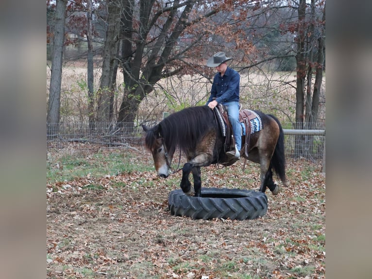 Belgian Draft Mix Gelding 6 years 16,2 hh Buckskin in Howell