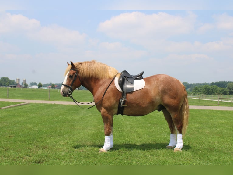 Belgian Draft Gelding 6 years 16,3 hh Sorrel in Millersburg