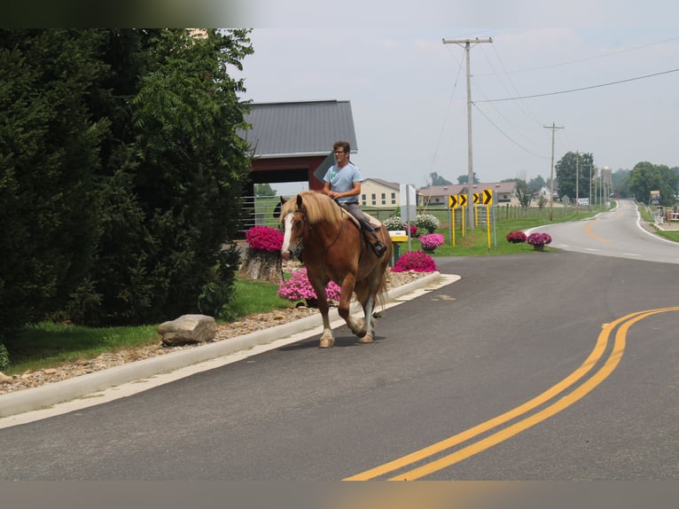Belgian Draft Gelding 6 years 16,3 hh Sorrel in Millersburg