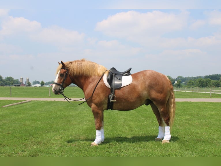 Belgian Draft Gelding 6 years 16,3 hh Sorrel in Millersburg