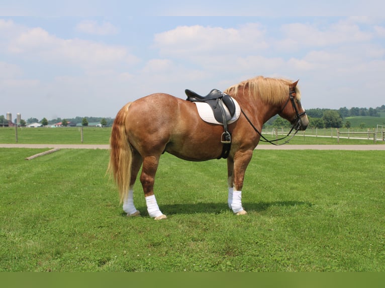 Belgian Draft Gelding 6 years 16,3 hh Sorrel in Millersburg