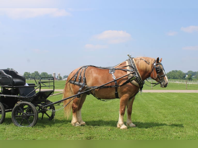 Belgian Draft Gelding 6 years 16,3 hh Sorrel in Millersburg