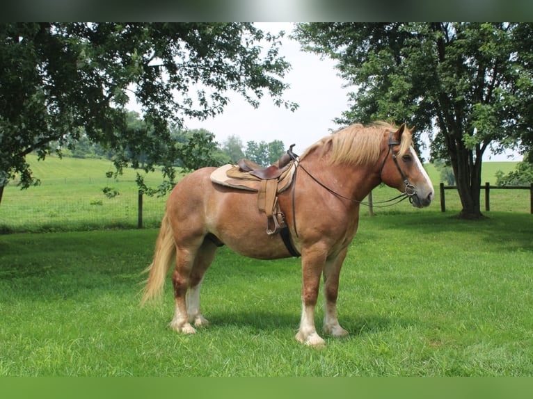 Belgian Draft Gelding 6 years 16,3 hh Sorrel in Millersburg