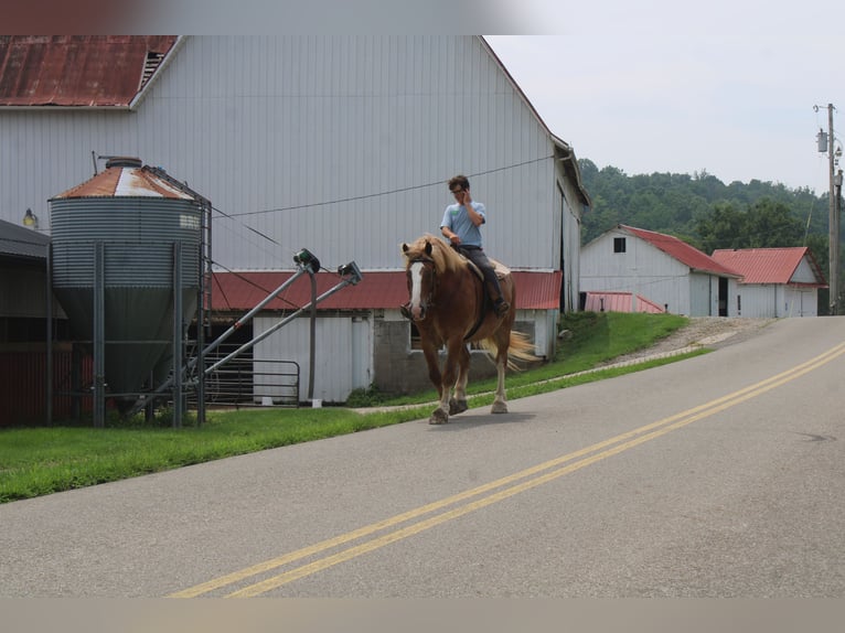Belgian Draft Gelding 6 years 16,3 hh Sorrel in Millersburg