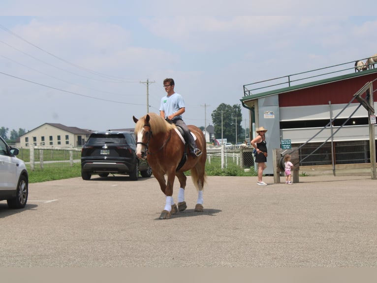 Belgian Draft Gelding 6 years 16,3 hh Sorrel in Millersburg