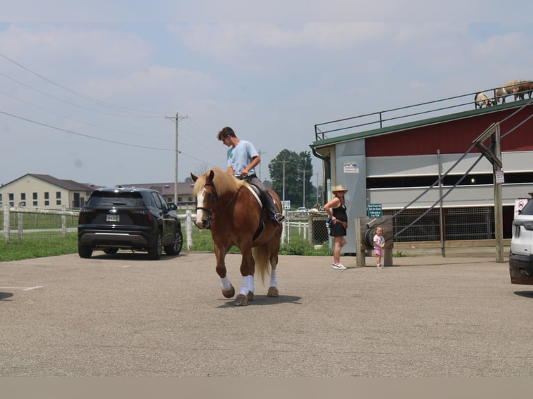 Belgian Draft Gelding 6 years 16,3 hh Sorrel in Millersburg