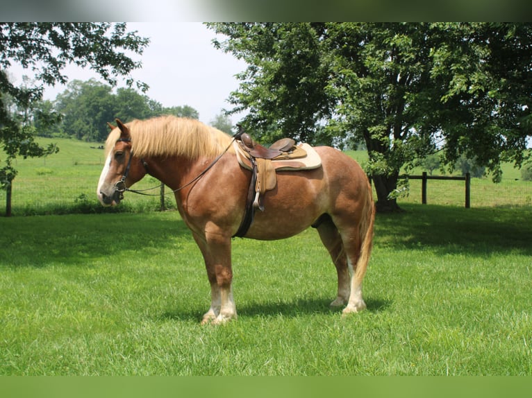 Belgian Draft Gelding 6 years 16,3 hh Sorrel in Millersburg
