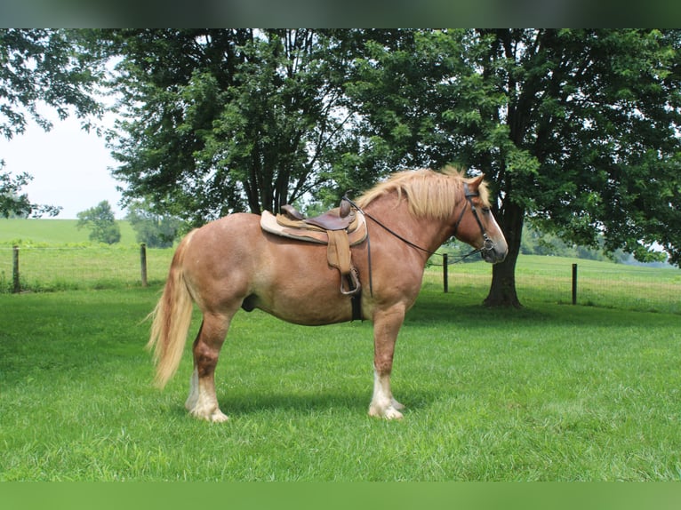 Belgian Draft Gelding 6 years 16,3 hh Sorrel in Millersburg