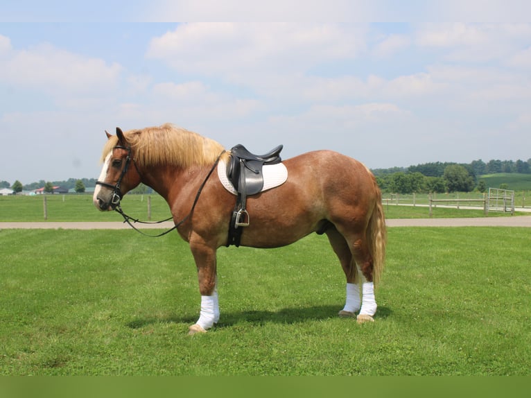 Belgian Draft Gelding 6 years 16,3 hh Sorrel in Millersburg