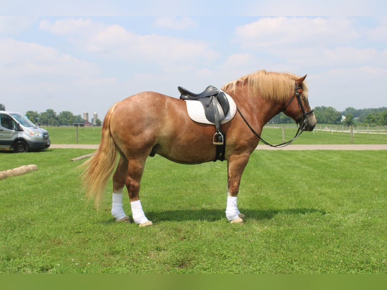 Belgian Draft Gelding 6 years 16,3 hh Sorrel in Millersburg